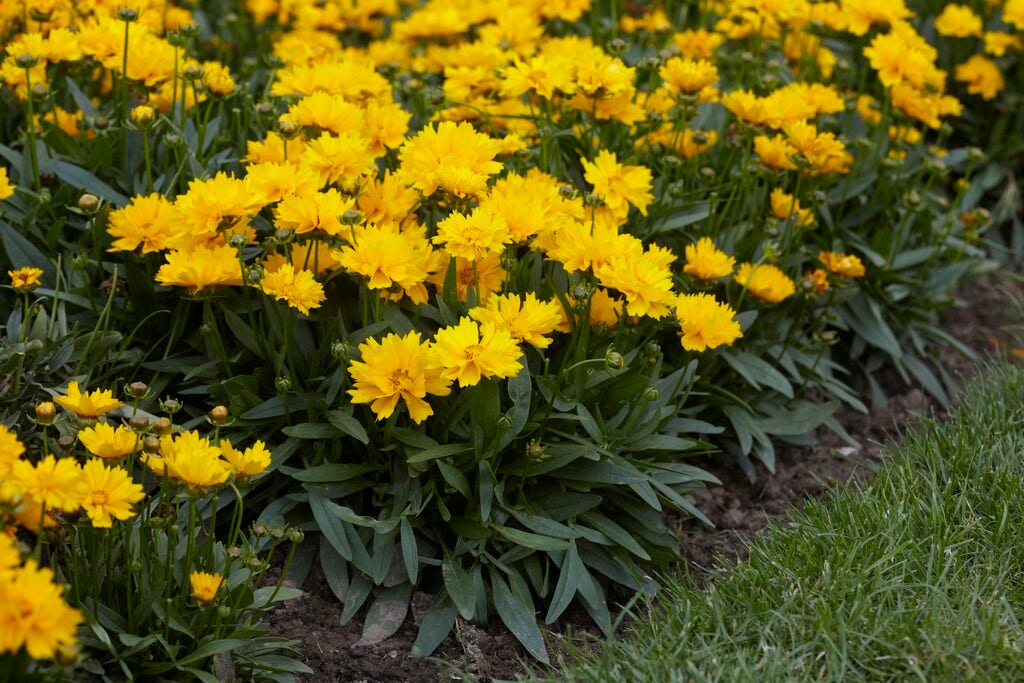 Meisjesogen (Coreopsis grandiflora 'Presto')