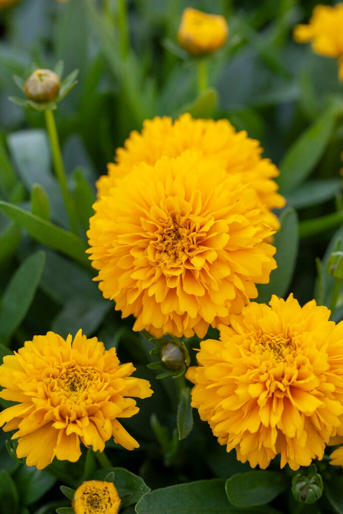 Meisjesogen (Coreopsis grandiflora 'Solanna Golden Sphere')