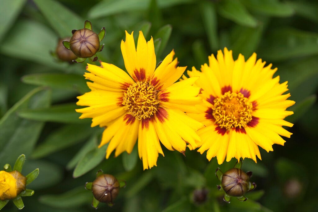 Meisjesogen (Coreopsis grandiflora 'Sunfire')