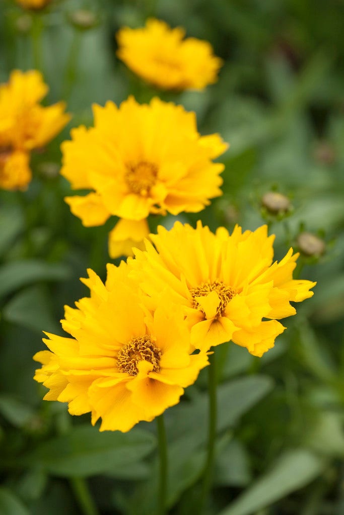 Meisjesogen (Coreopsis grandiflora 'Sunray')