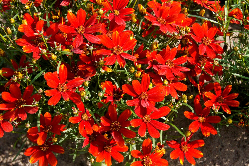 Meisjesogen (Coreopsis 'Lady Bird')