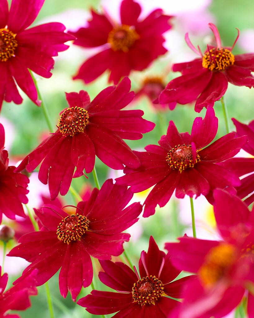 Meisjesogen (Coreopsis 'Limerock Ruby')