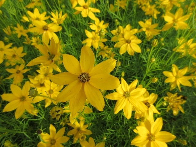 Meisjesogen (Coreopsis verticillata 'Grandiflora')