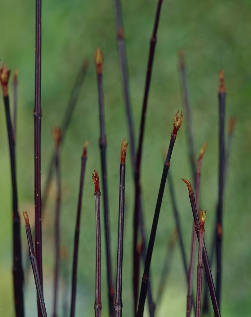 Kornoelje (Cornus alba 'Kesselringii')