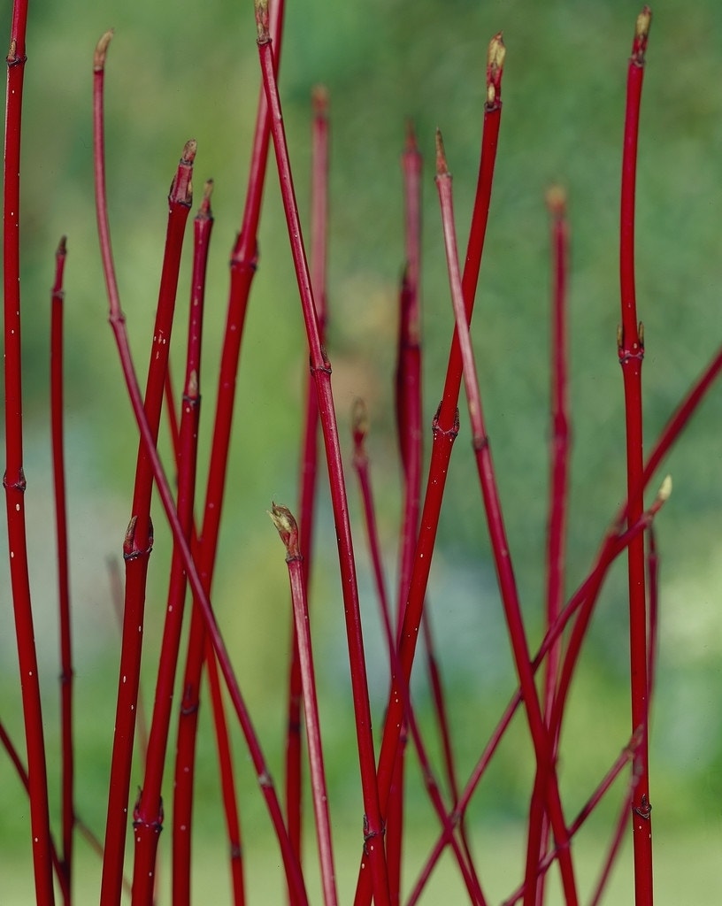 Kornoelje (Cornus alba 'Sibirica')