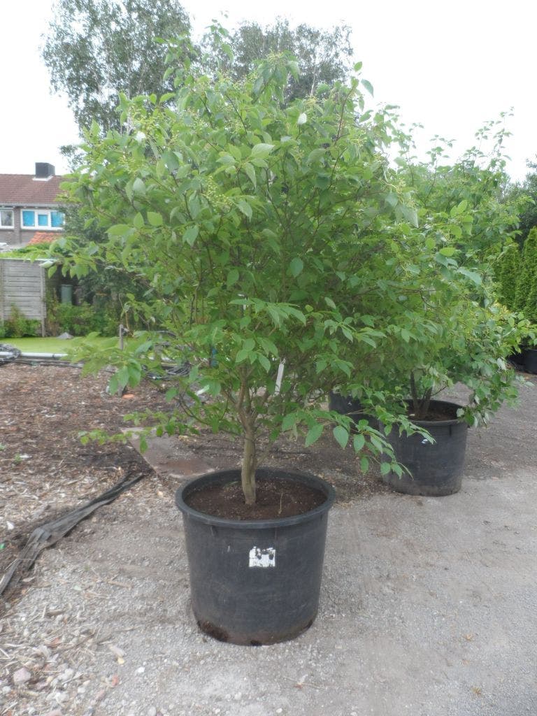 Kornoelje (Cornus alternifolia)