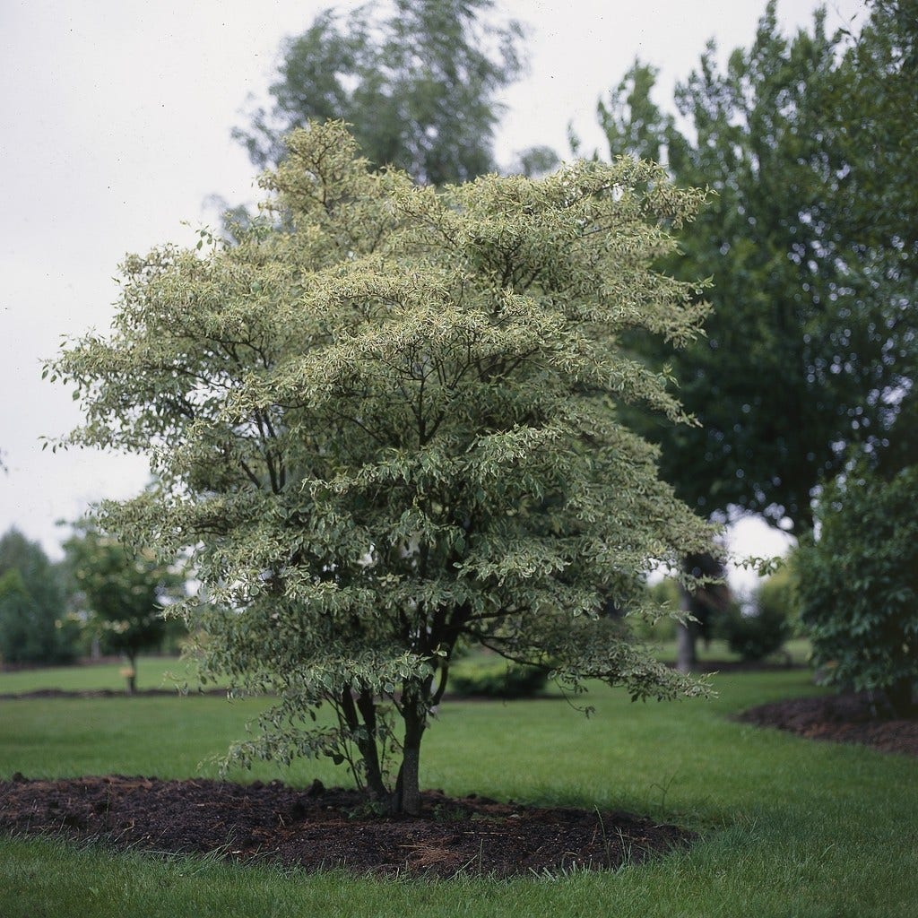 Kornoelje (Cornus alternifolia 'Argentea')