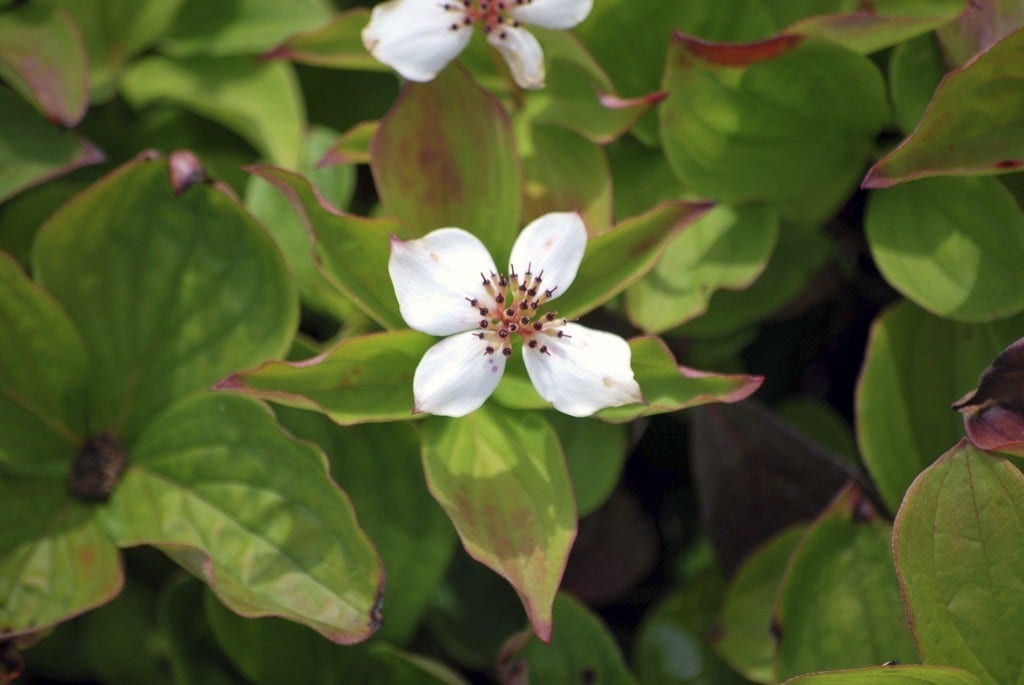 Kruipende kornoelje (Cornus canadensis)