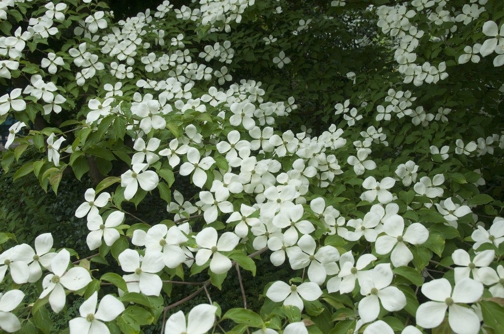 Groenblijvende kornoelje (Cornus elliptica)