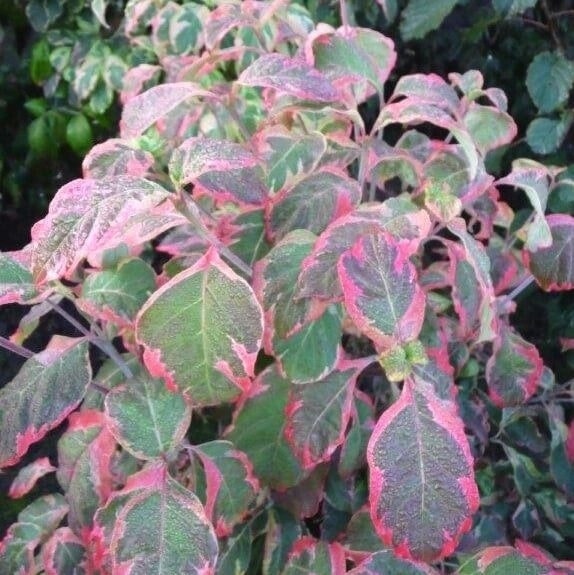 Kornoelje (Cornus florida 'Cherokee Daybreak')