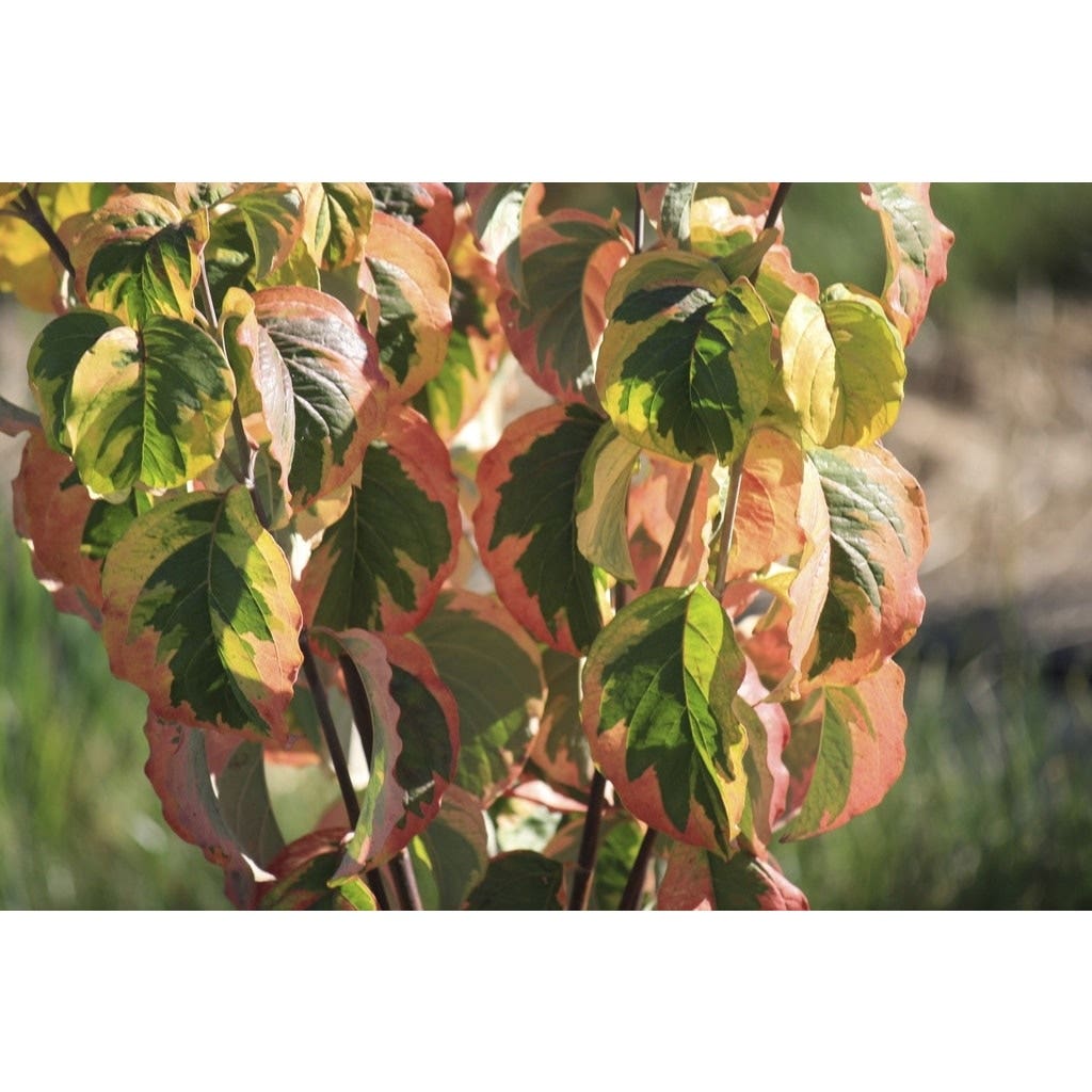 Kornoelje (Cornus florida 'Rainbow')