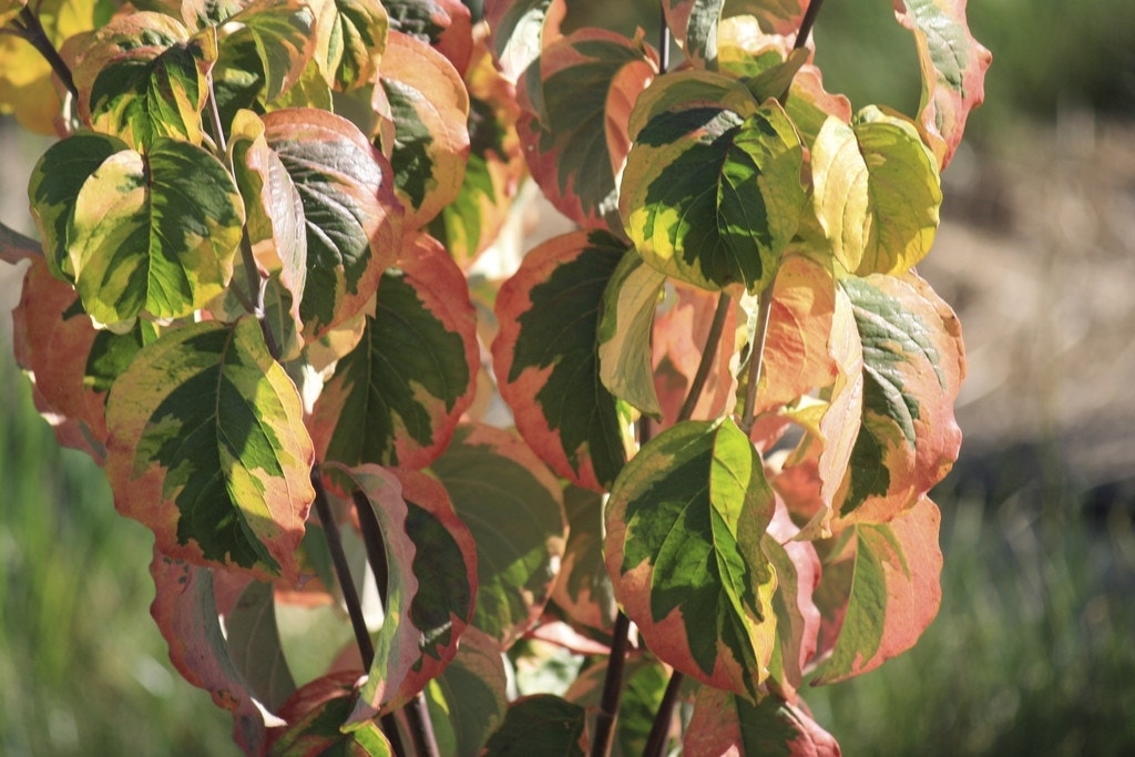 Kornoelje op stam (Cornus florida 'Rainbow')