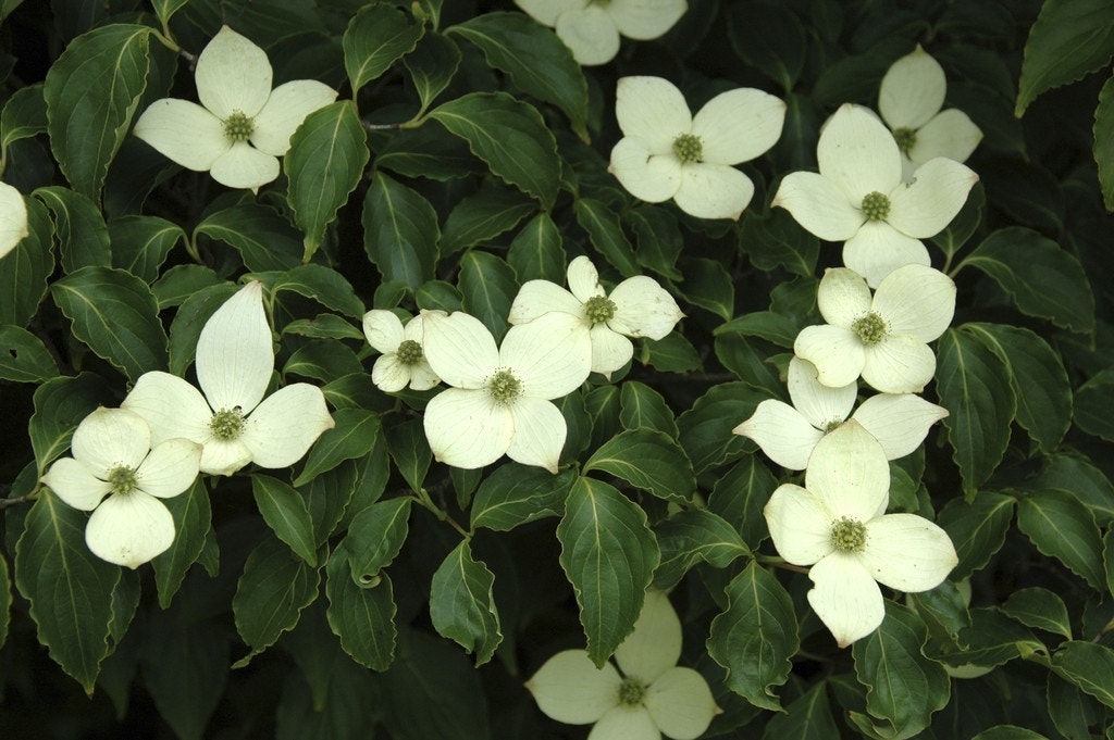 Japanse kornoelje (Cornus kousa)