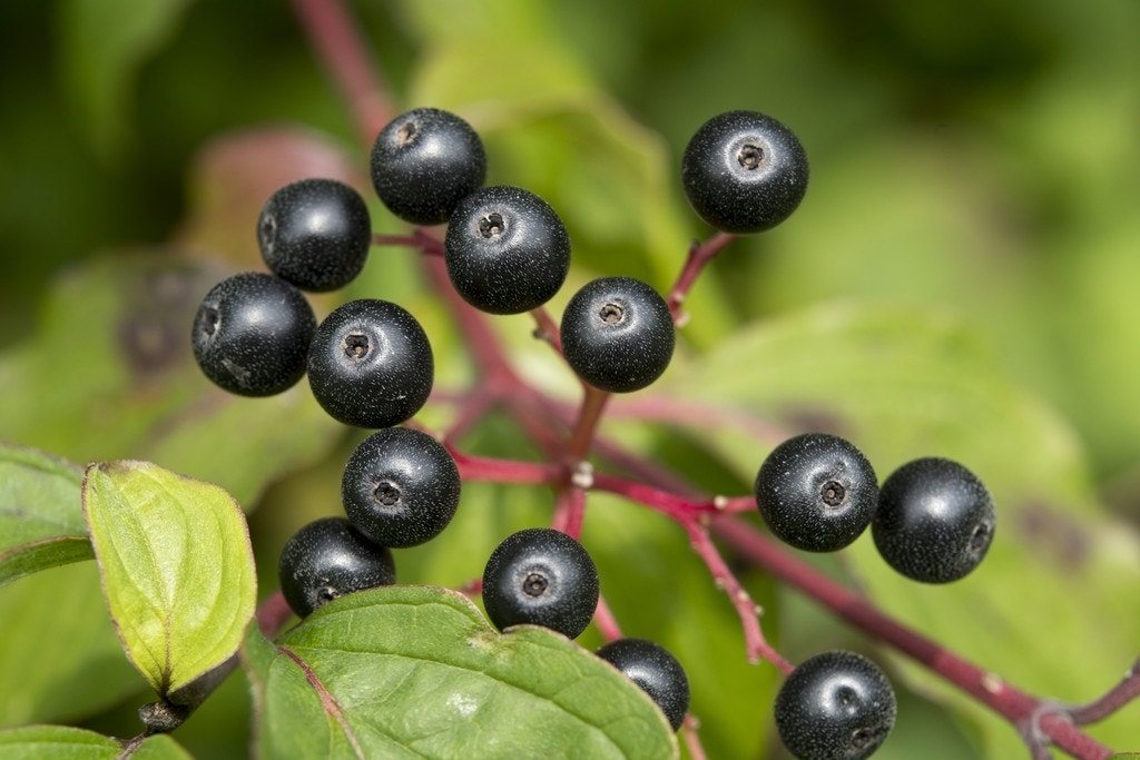 Rode kornoelje (Cornus sanguinea)