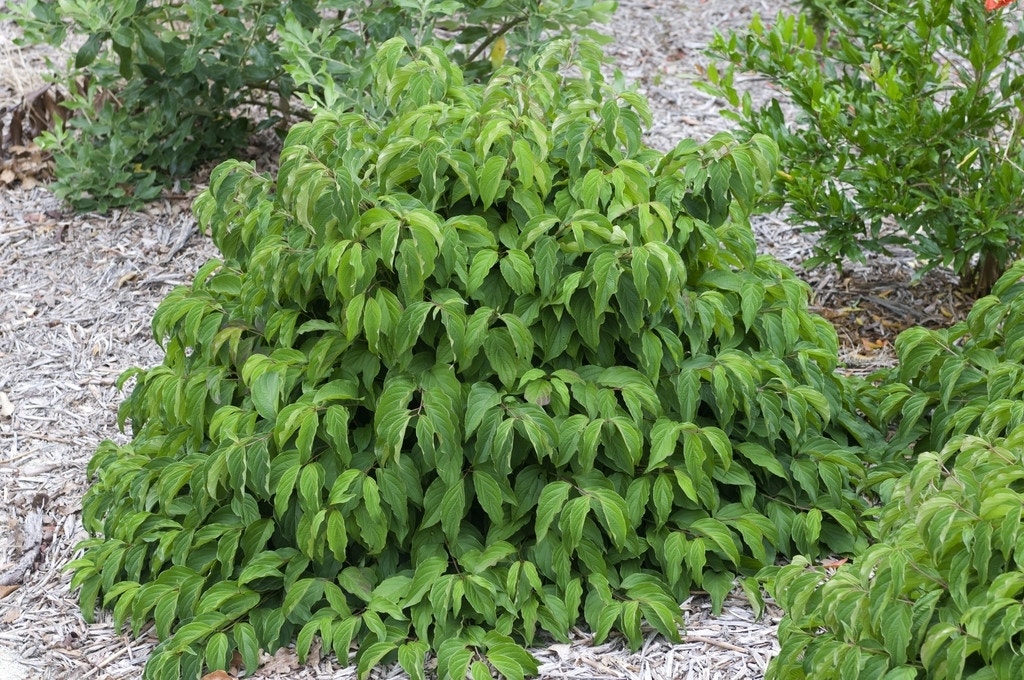 Dwergkornoelje (Cornus stolonifera 'Kelseyi')