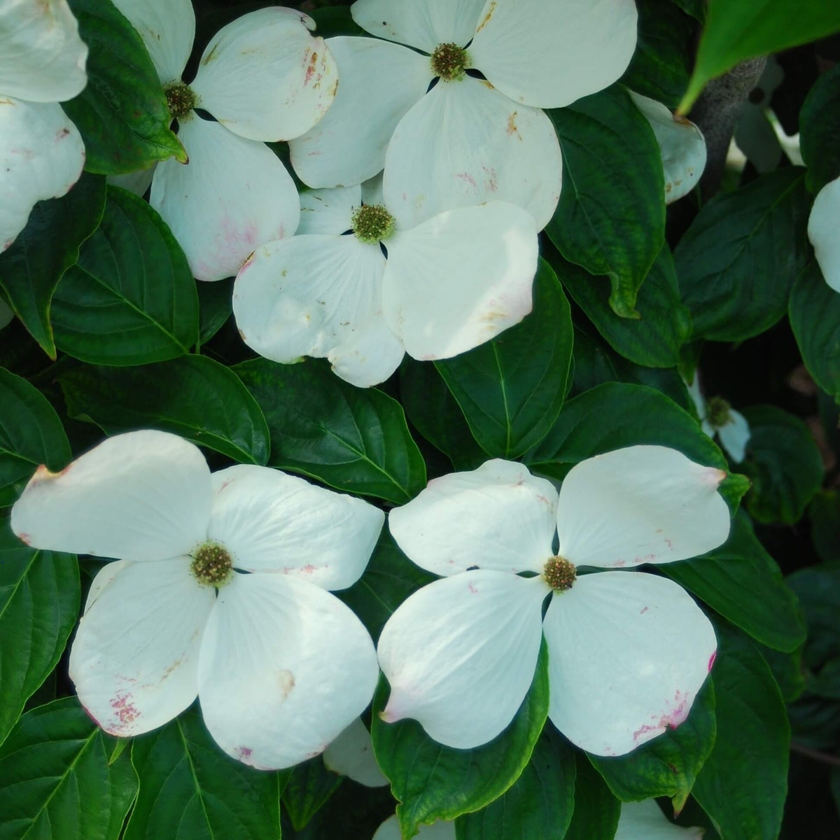 Kornoelje (Cornus 'Celestial')