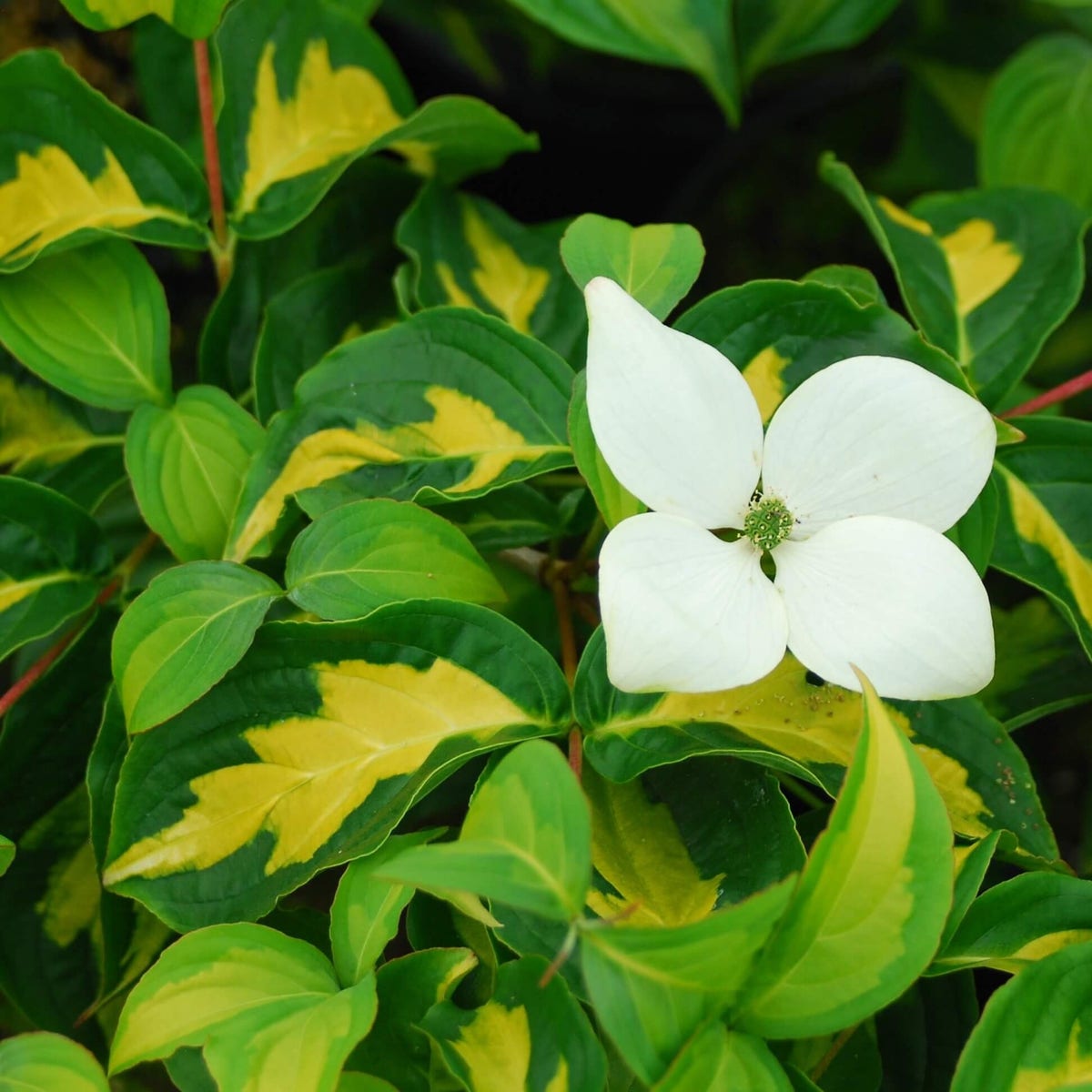 Kornoelje (Cornus kousa 'Gold Star')