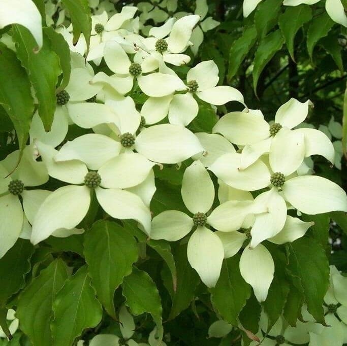 Kornoelje (Cornus kousa 'Milky Way')