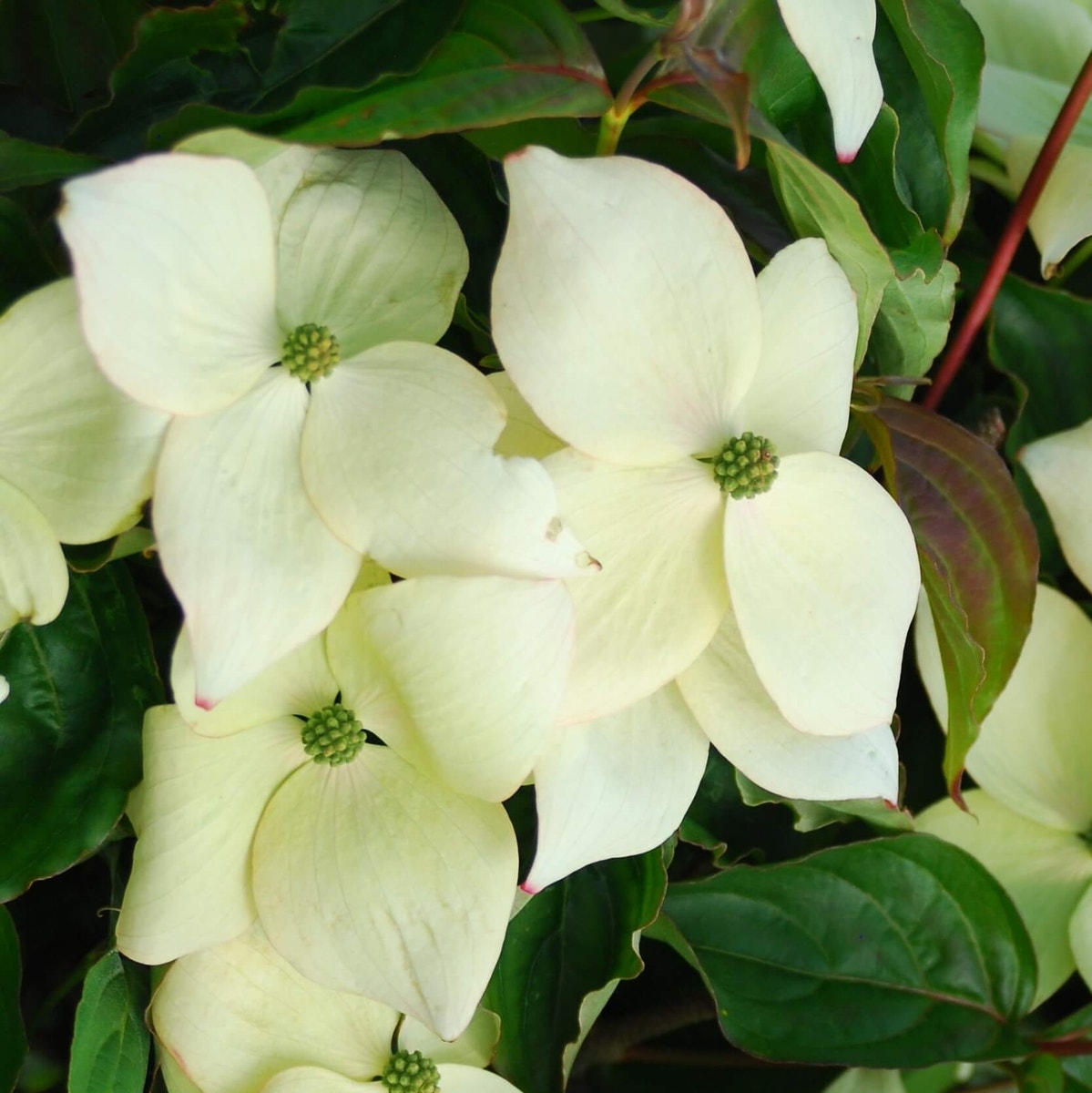 Kornoelje (Cornus kousa 'National')