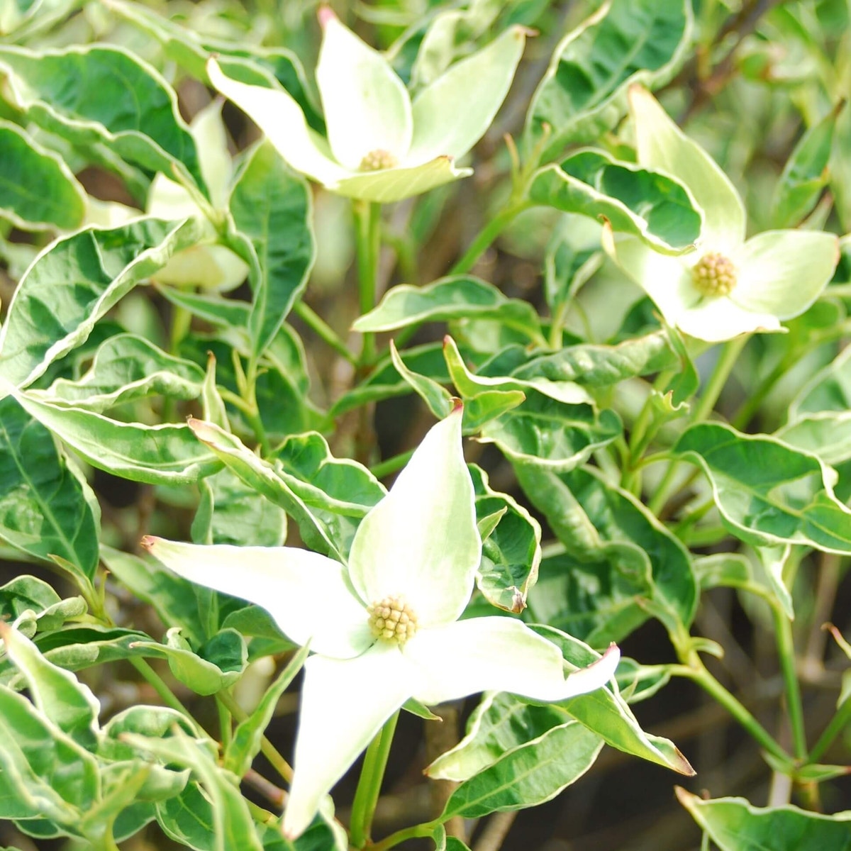 Bonte Kornoelje (Cornus kousa 'Peve Foggy')