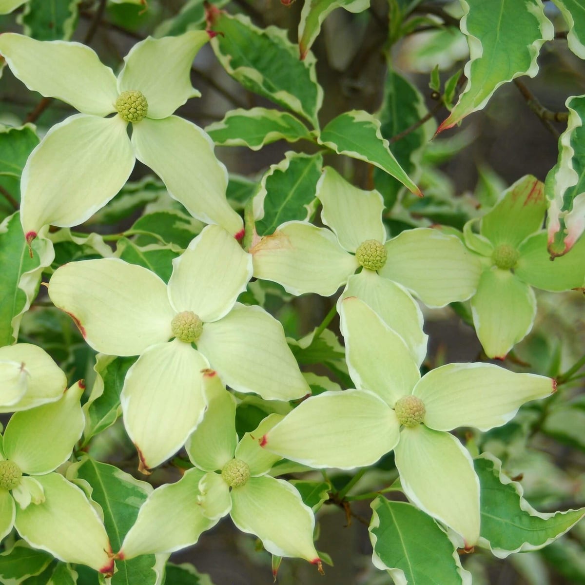 Bonte kornoelje (Cornus kousa 'Samaritan')