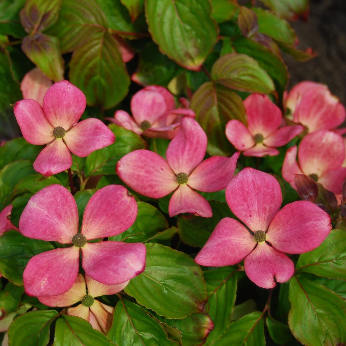 Kornoelje (Cornus kousa 'Satomi Compact')