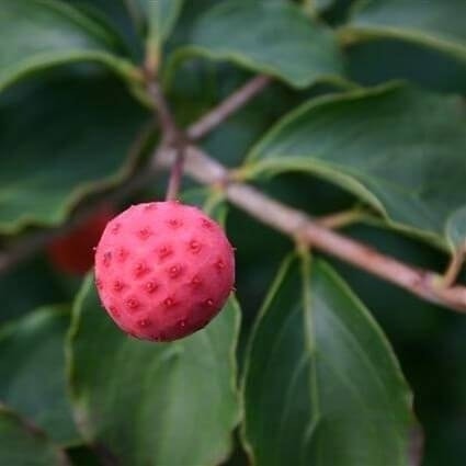 Kornoelje (Cornus kousa 'Satomi')