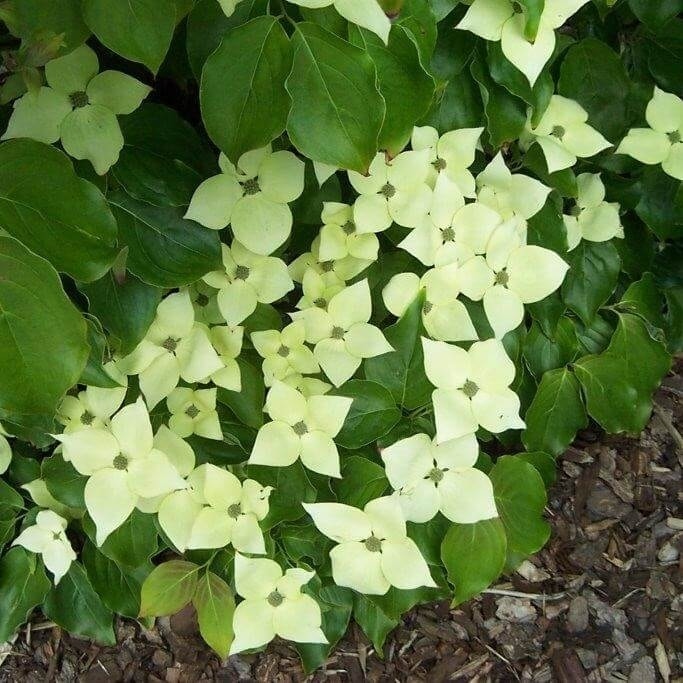 Kornoelje (Cornus kousa 'Schmetterling')