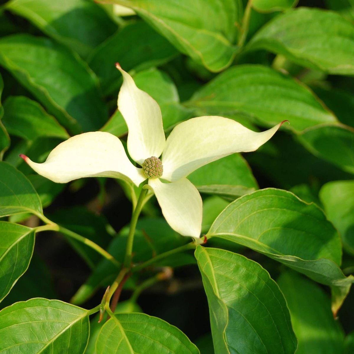 Kornoelje (Cornus kousa 'Snowflake')