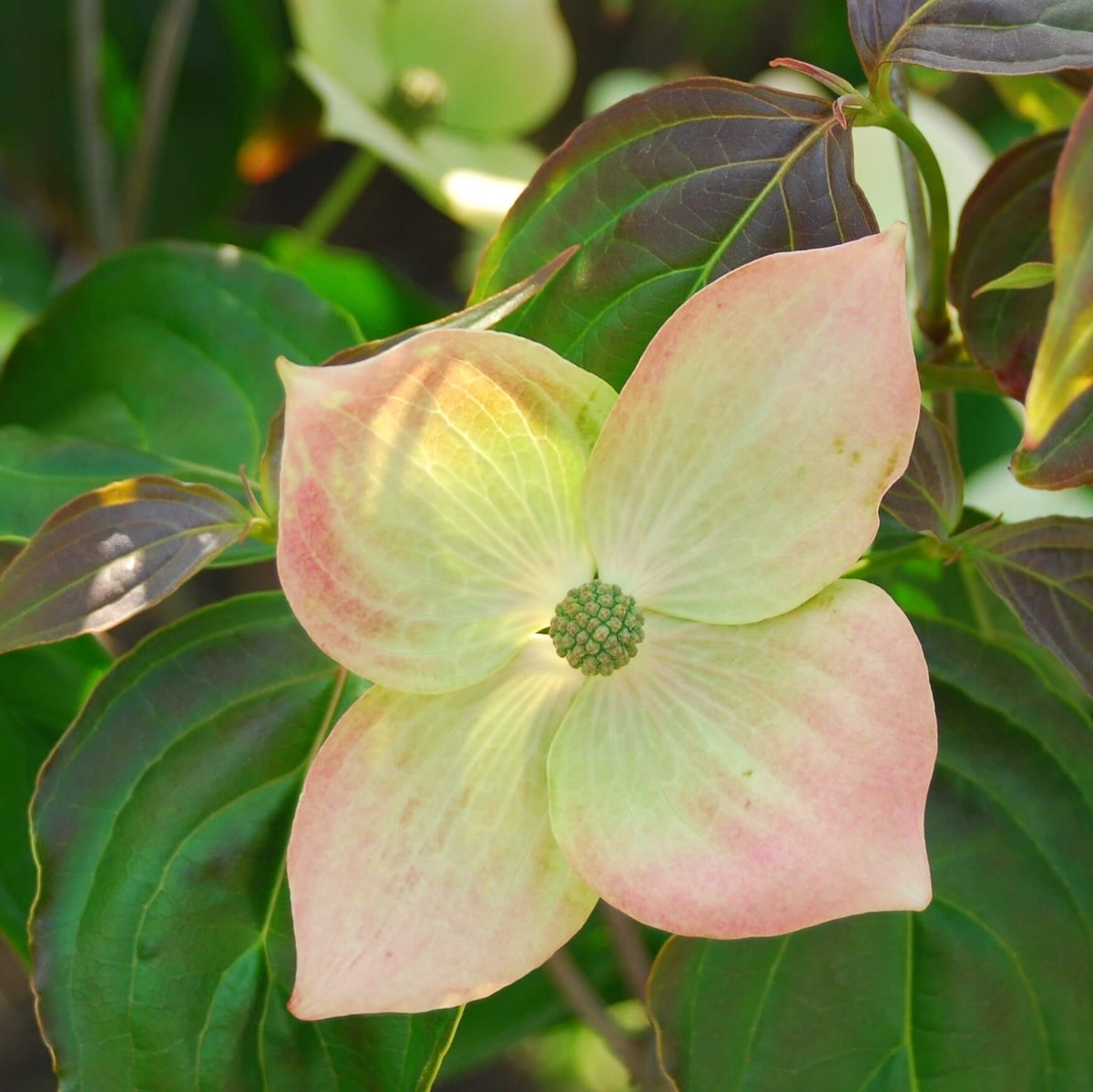 Kornoelje (Cornus kousa 'Teutonia')