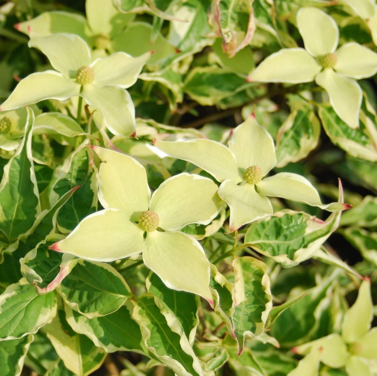 Bonte Kornoelje (Cornus kousa 'Wolf Eye')