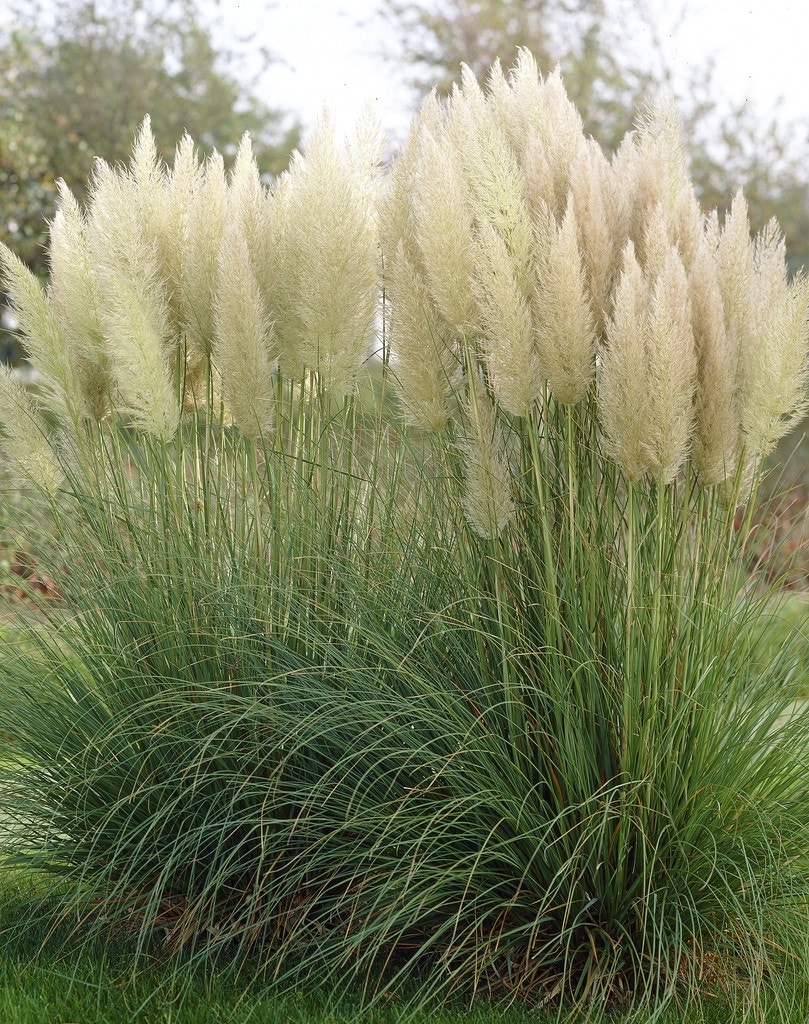 Pampasgras (Cortaderia selloana)