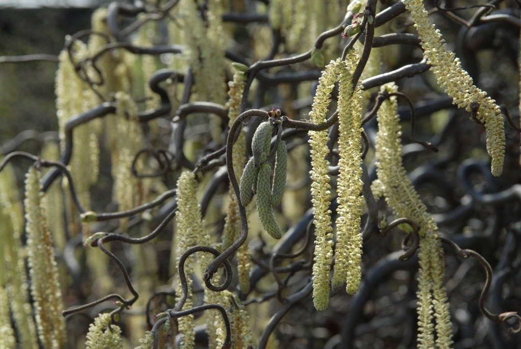 Kronkelhazelaar als boom (Corylus avellana 'Contorta')