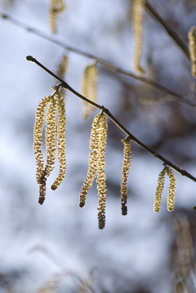 Hazelaar (Corylus avellana)