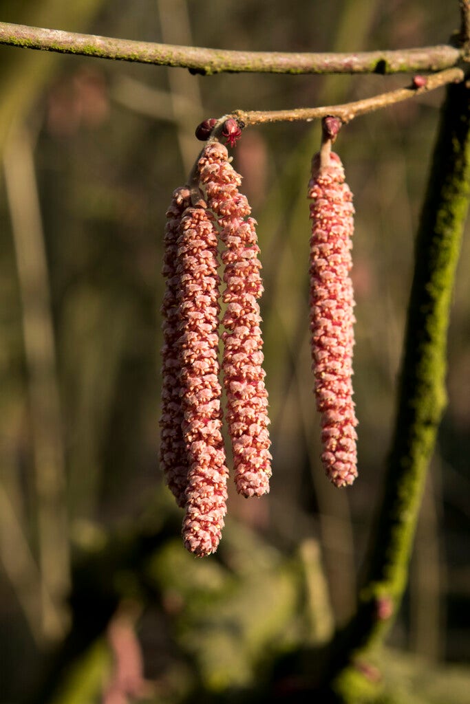 Hazelaar/Hazelnoot (Corylus avellana 'Rode Zellernoot')