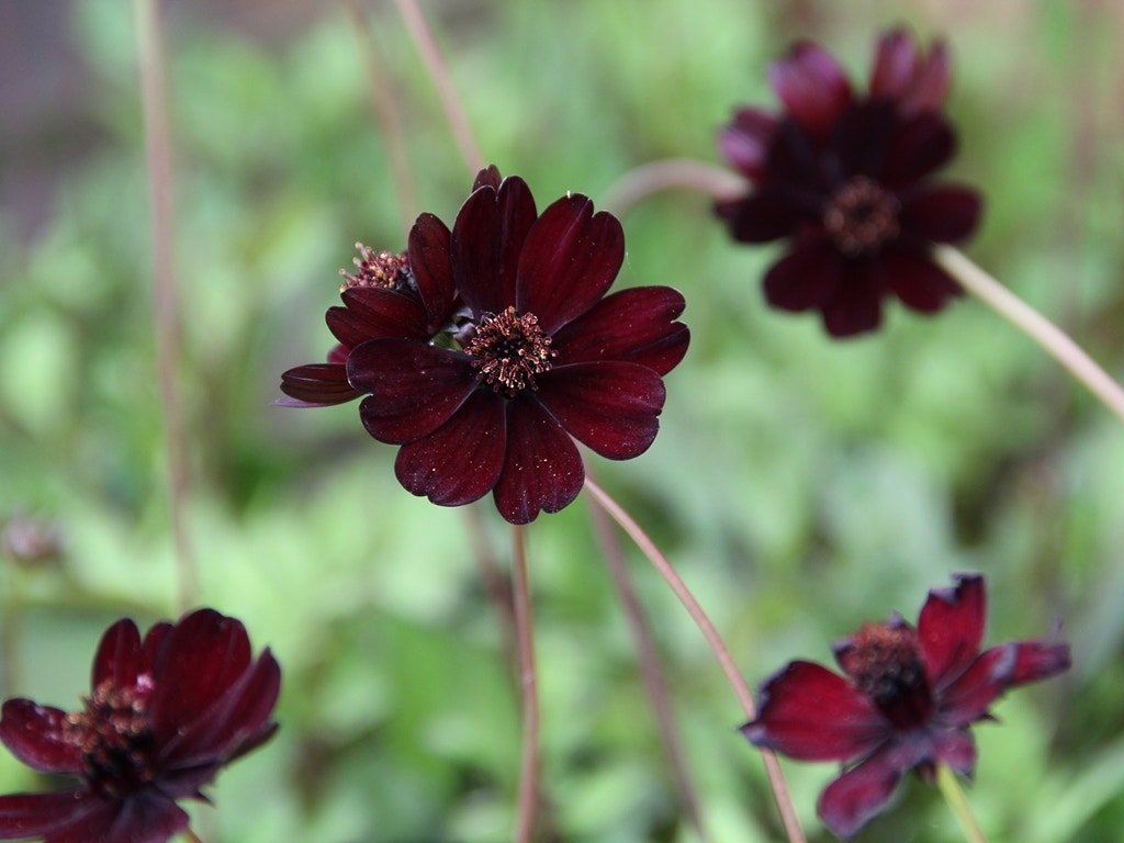 Chocoladeplant als bol (Cosmos atrosanguineus)