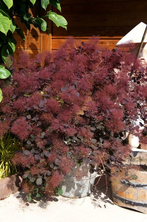 Pruikenboom (Cotinus coggygria 'Dusky Maiden')