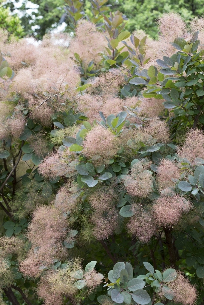 Pruikenboom (Cotinus 'Grace')