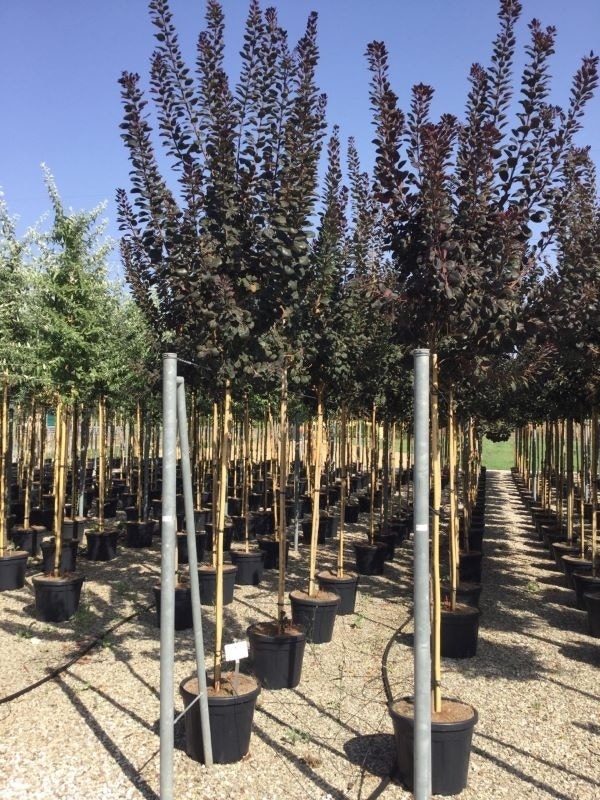 Pruikenboom (Cotinus coggygria 'Royal Purple')