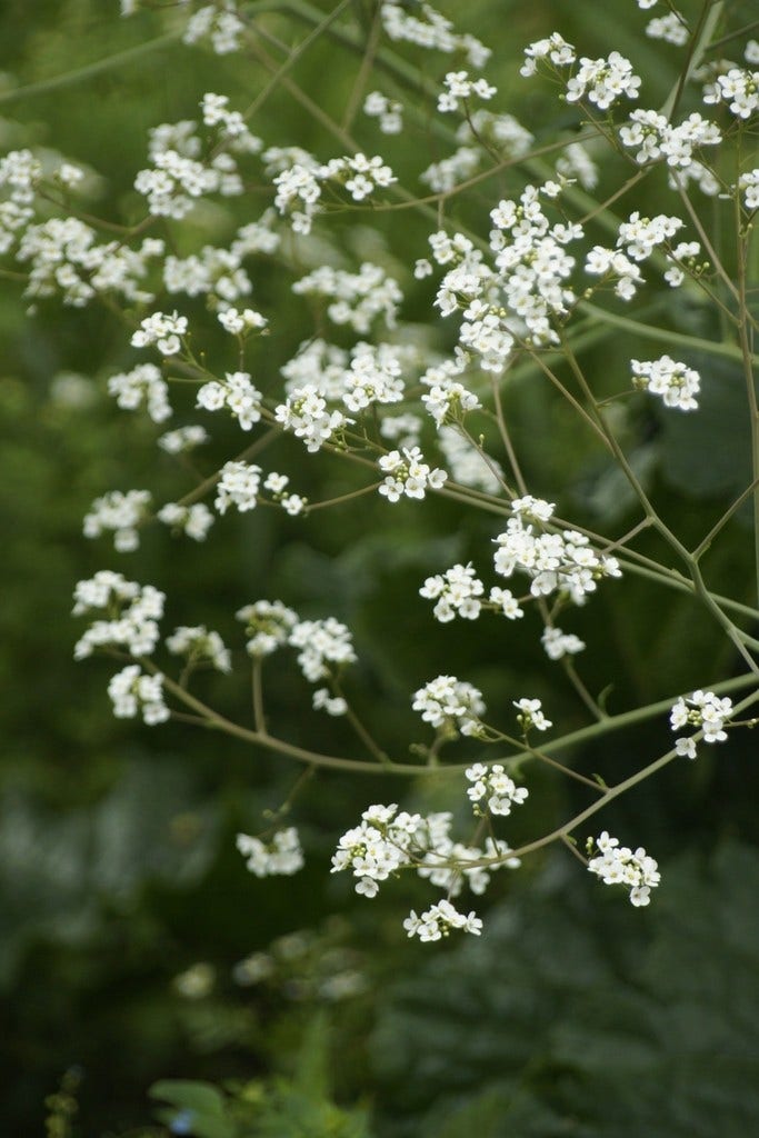 Zeekool (Crambe cordifolia)