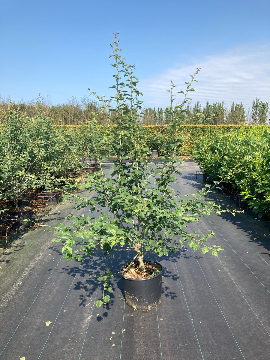 Meerstammige Rode Meidoorn (Crataegus 'Paul's Scarlet')