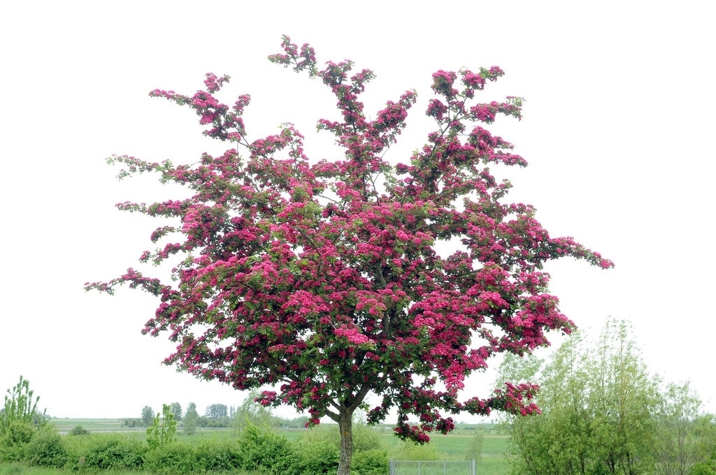 Rode Meidoorn (Crataegus laevigata 'Paul's Scarlet')