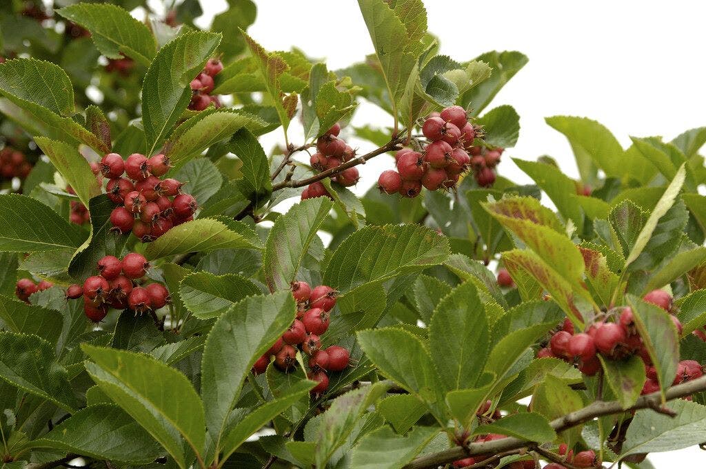 Meidoorn als boom (Crataegus persimilis 'Splendens')