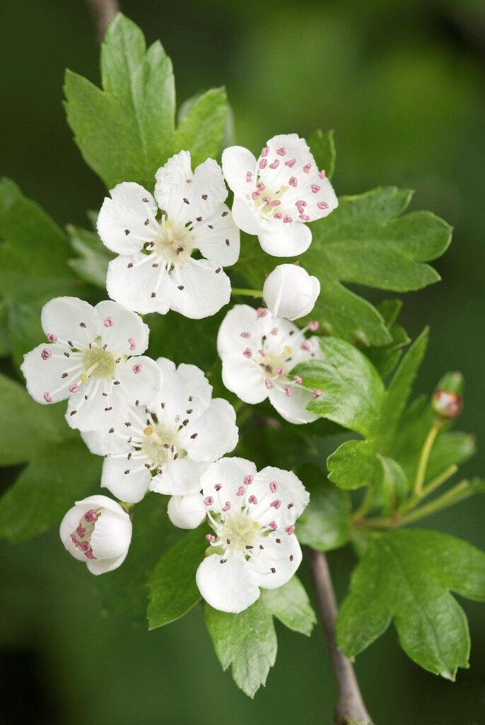 Meidoorn als boom (Crataegus monogyna 'Stricta')