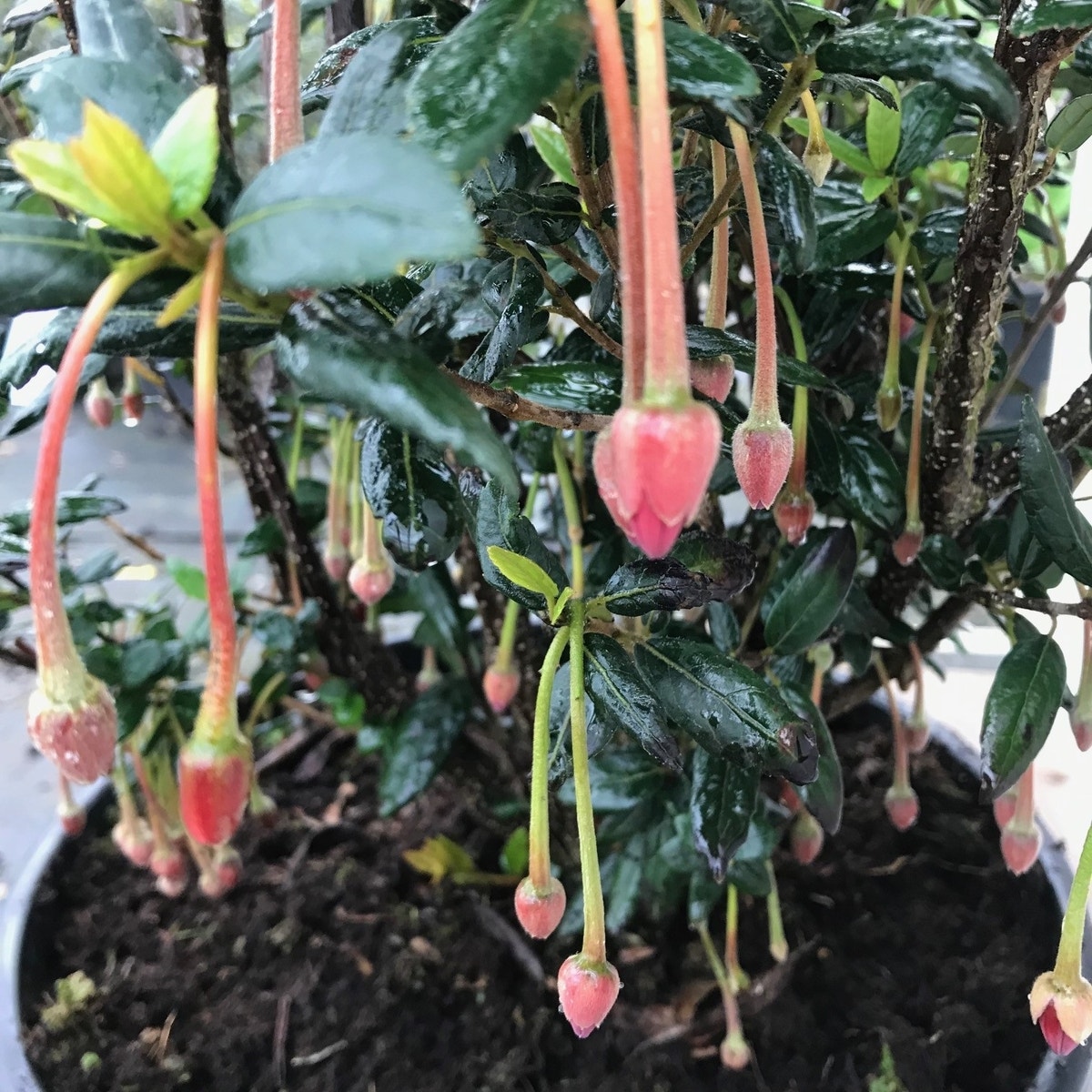 Chileense lantaarnboom (Crinodendron hookerianum)