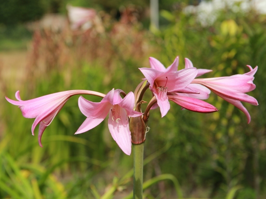 Haaklelie (Crinum x powellii)