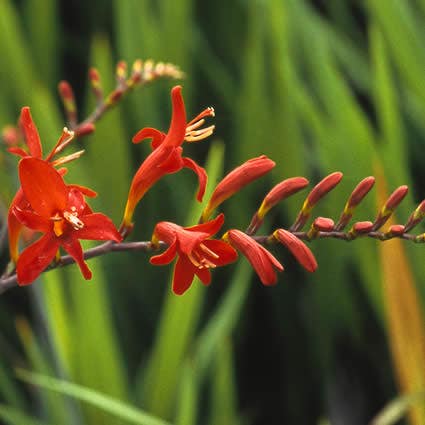 Montbretia (Crocosmia 'Lucifer')