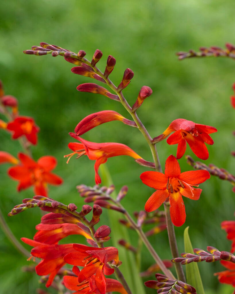 Crocosmia 'Emberglow'