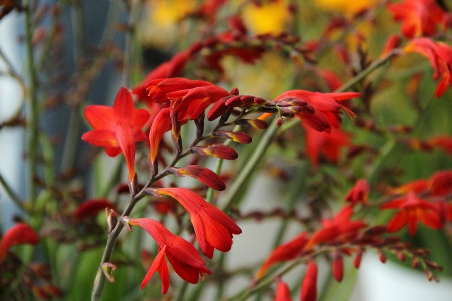 Montbretia (Crocosmia 'Emberglow') - bloembol