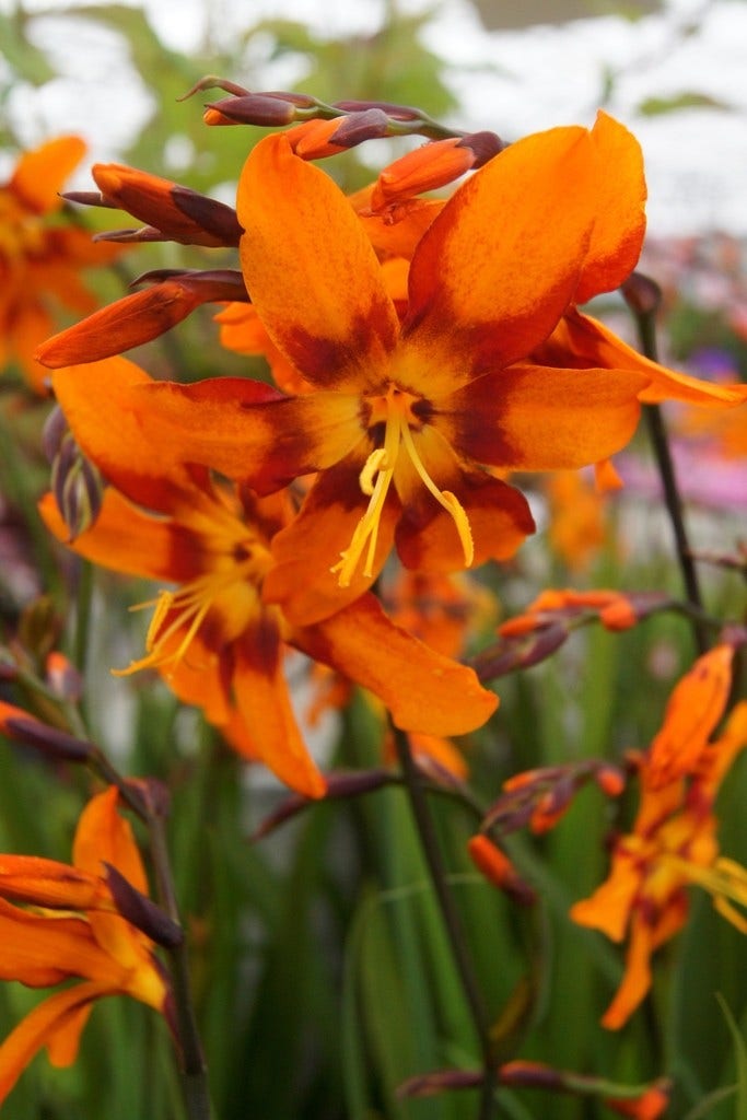 Montbretia (Crocosmia  'Emily McKenzie')